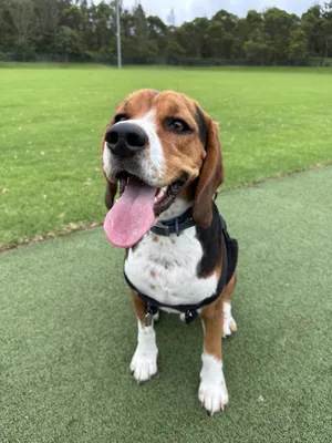 A beagle, who is very beatiful